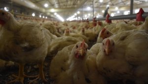 Türkiye'de geçen yıl 2,4 milyon ton tavuk eti üretildi