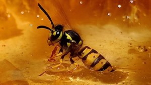 Araştırma: Yaban arıları, deneyimli arıları izleyerek bulmaca çözmeyi öğreniyor