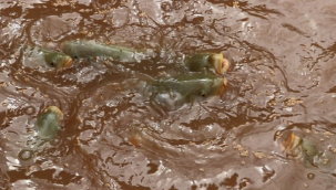 Balıklıgöl'deki balıklar geri döndü. Bu haldeler