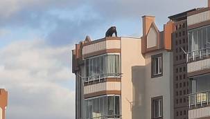 Bina çatısında intihar girişimi