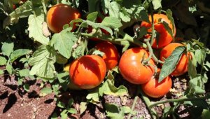 Bitkilerin insan kulağıyla duyulamayacak sesler çıkardığı keşfedildi