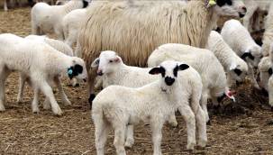 Çiftçilere yaklaşık 1,7 milyar liralık tarımsal destek ödemesi bugün yapılacak