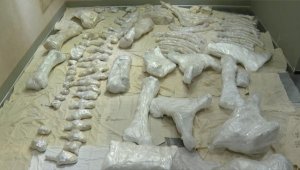 Depremde zarar görmeyen 3 bin 500 yıllık "Maraş Fili" korumaya alındı