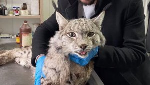 Erzurum'da yaralı halde bulunan vaşak tedavi altına alındı