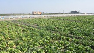 Hatay'da sebze hali açılamadı, marul ve şalgam tarlada kaldı