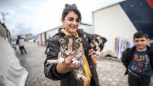 Hataylı depremzede aile enkazda buldukları yavru kedilere çadırda bakıyor