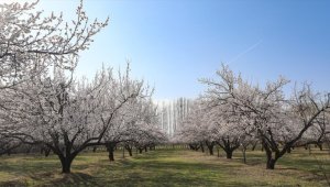 Iğdır'da çiçek açan kayısı ağaçları FPV dronla görüntülendi