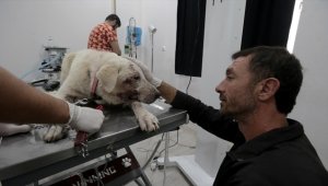İskenderunlu hayvansever depremde yaralanan köpeklerin tedavisi ve bakımıyla ilgileniyor