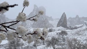 Kapadokya'da etkili olan kar yağışı, baharda açan çiçekleri beyaz örtüyle kapladı