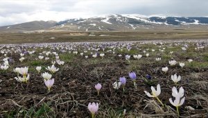 Kars'ta "baharın müjdecisi" kardelenler ve çiğdemler açmaya başladı