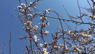 Kayseri’de ilkbaharın müjdesi ağaçlar çiçekler açtı