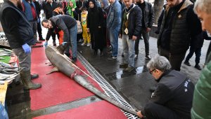 Kayseri'de "camgöz" cinsi köpekbalığını satmak isteyen işletmeye 33 bin lira ceza