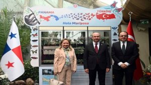 Konya Tropikal Kelebek Bahçesi'ne Panama ve Kosta Rika'dan yeni kelebekler geldi