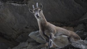 Koruma altındaki yaban keçileri Tunceli dağlarında beslenirken görüntülendi