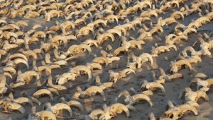 Mısır'ın güneyindeki Firavun 2. Ramses Tapınağı'nda 2 bin mumyalanmış koç başı bulundu