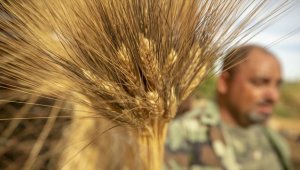 Uzmanlardan buğday üretiminde kuraklık riskine karşı öneriler