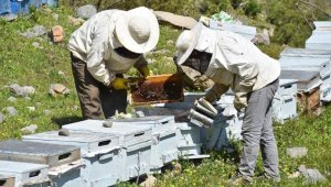Arı üreticilerine 2003'ten bu yana 1 milyar liranın üzerinde destek sağlandı