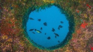 Denizlerde balık sayısı yapay yuvalarla artıyor