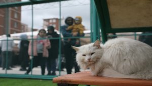 Kayseri'de "Küçük Dostlar Kedi Kasabası" hizmete açıldı
