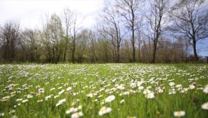 Kırklareli'nde ilkbaharla açan papatyalar tabiata renk katıyor