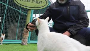 Kocasinan'da Küçük Dostlar Kedi Kasabası yarın açılıyor