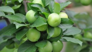 Mersin'de örtü altında erik hasadı devam ediyor 