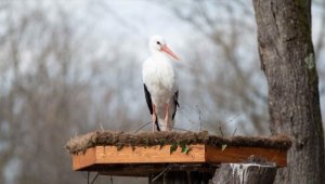 Ormanya'da göç yolculuğuna devam edemeyen leylekler için yuvalar kuruldu
