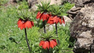 Siirtliler yılda sadece 20 gün açan "ağlayan gelinler" için seferber oldu