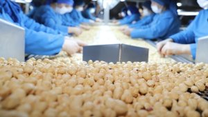 Trabzon'un 3 aylık fındık ihracatı 186,7 milyon dolar oldu