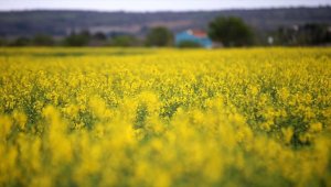 Trakya'da kanola çiçeklenme döneminde tarlaları sarıya boyadı