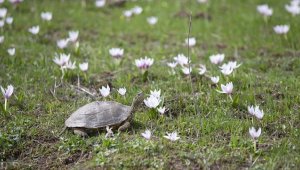 Tunceli'de karların erimesiyle tabiat canlandı