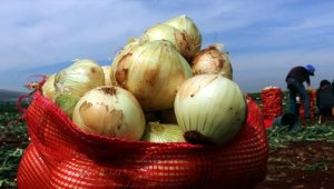 Turfanda soğan hasadı başladı