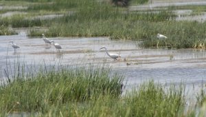 Türkiye genelinde 142 sulak alanda 2 milyon 41 bin 479 su kuşu sayıldı