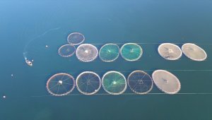 Türkiye su ürünleri yetiştiriciliğinde Avrupa'nın zirvesinde