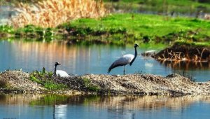 Türkülere konu olan telli turnalar Amasya'da görüntülendi