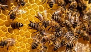 "Açlık" sorununa arılar çözüm olacak