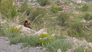 Ali Dağı'nda ortaya çıktı!