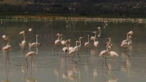 Burdur'daki Yarışlı Gölü'nü flamingolar hareketlendirdi