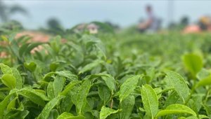 ÇAYKUR birinci sürgünde 48 bin 500 ton yaş çay aldı