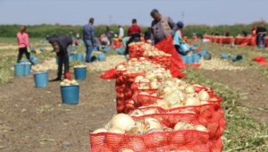 Çukurova'da hasadın yaygınlaşmasıyla soğanın fiyatı düşüyor