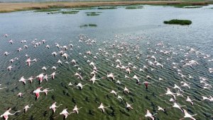 Eber Gölü flamingolarla hareketlendi