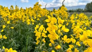 "Eber sarısı"nı koparmanın cezası 244 bin 315 lira 