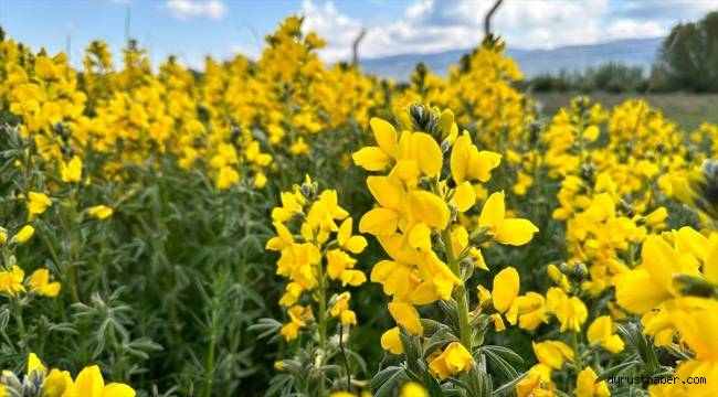 "Eber sarısı"nı koparmanın cezası 244 bin 315 lira