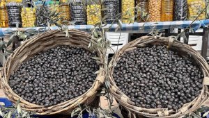 Gemlik zeytinine Avrupa Birliği tescili geliyor