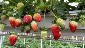 Giresun'da çilek üretimi fındıktan sonra gelir kaynağı haline geldi