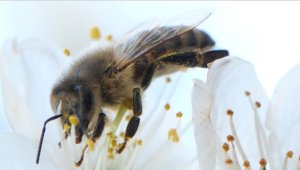 İklim değişikliğinin olumsuz etkilerine karşı yerli bal arısı önerisi