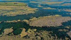 İnsan faaliyetleri, biyoçeşitliliğin üzerindeki en büyük tehdit