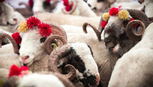 İşte 2023 vekaletle kurban kesim bedelleri