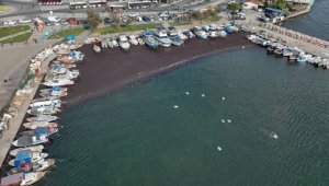 İzmir Körfezi'nde deniz yosunu yayılımı sürüyor