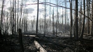 Kanada'da orman yangınları nedeniyle binlerce kişi tahliye edildi